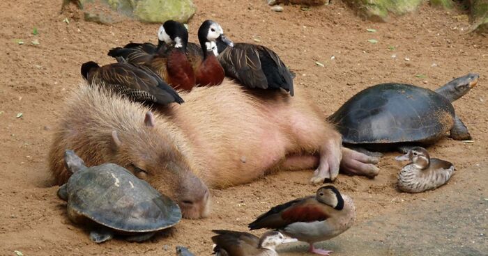 35 amizades animais inesperadas, mas lindas 28