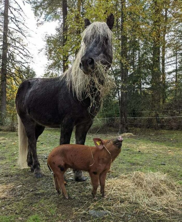 35 amizades animais inesperadas, mas lindas 31