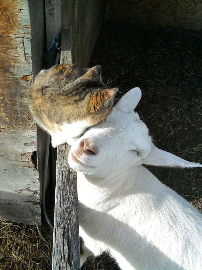 35 amizades animais inesperadas, mas lindas 35