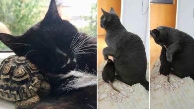 35 amizades animais inesperadas, mas lindas 7