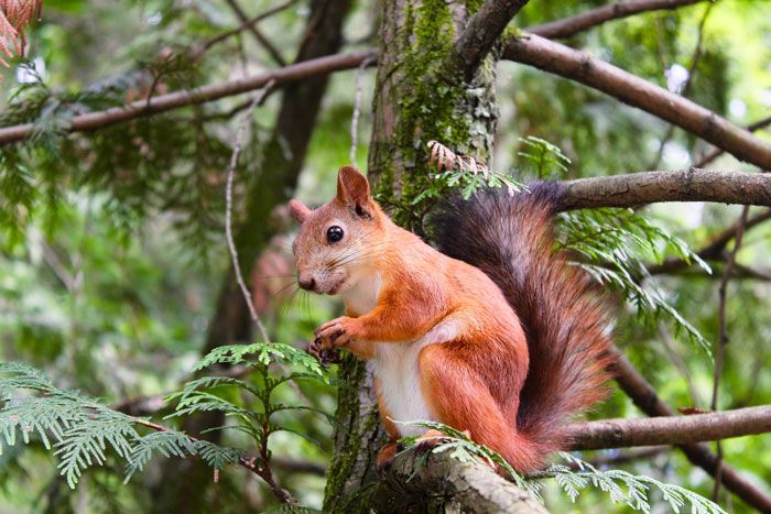 22 animais mais inteligentes da Terra 10