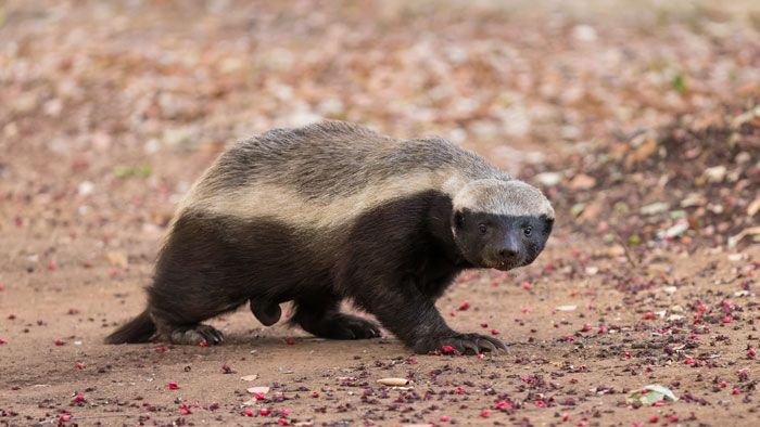 22 animais mais inteligentes da Terra 18