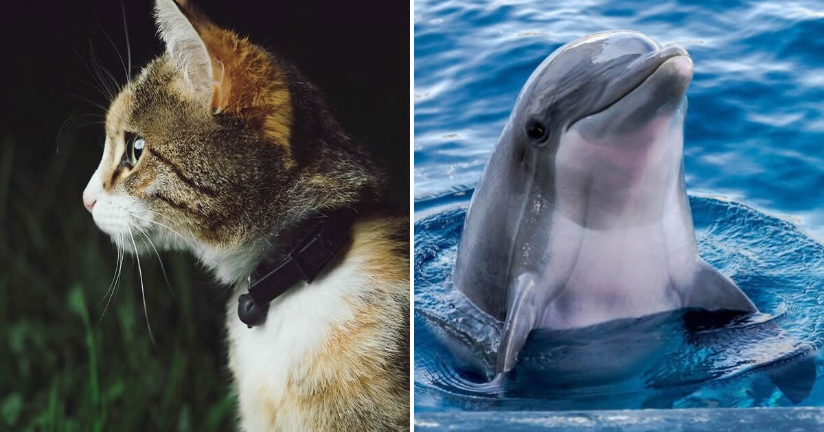 22 animais mais inteligentes da Terra