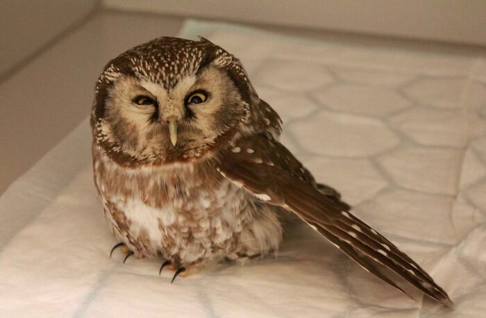 42 fotos fofas de corujas que destacam a beleza dessas criaturas noturnas 1