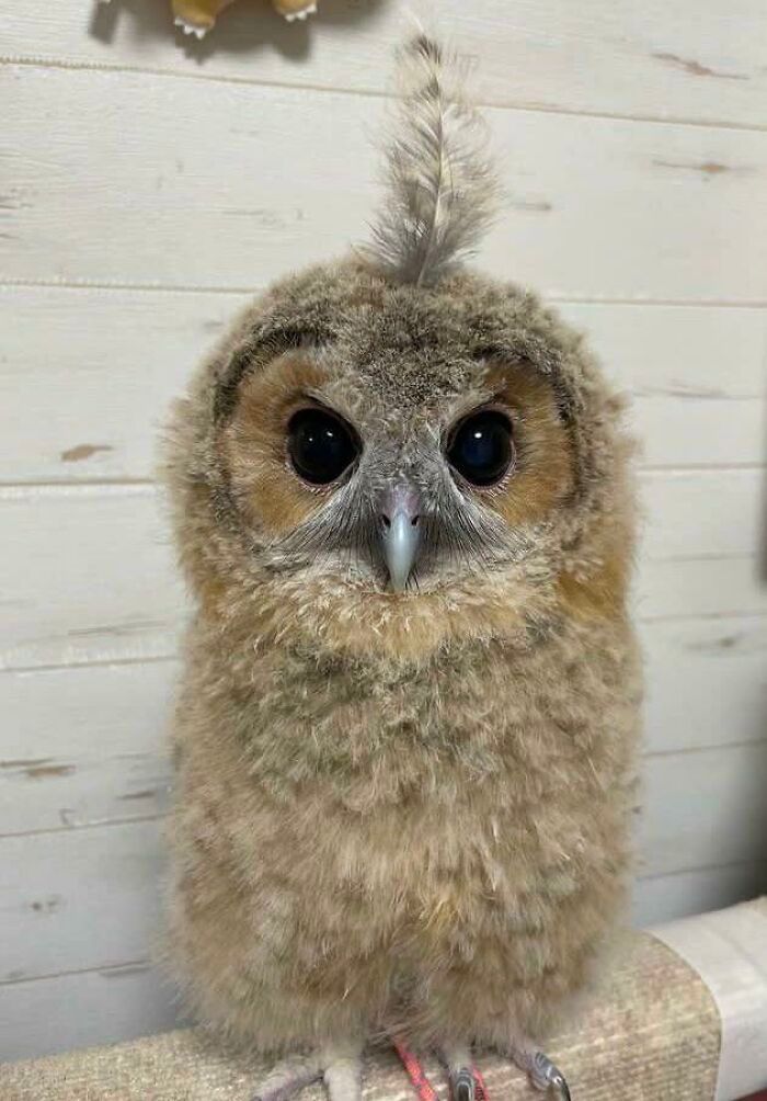 42 fotos fofas de corujas que destacam a beleza dessas criaturas noturnas 2