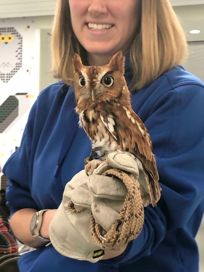 42 fotos fofas de corujas que destacam a beleza dessas criaturas noturnas 5