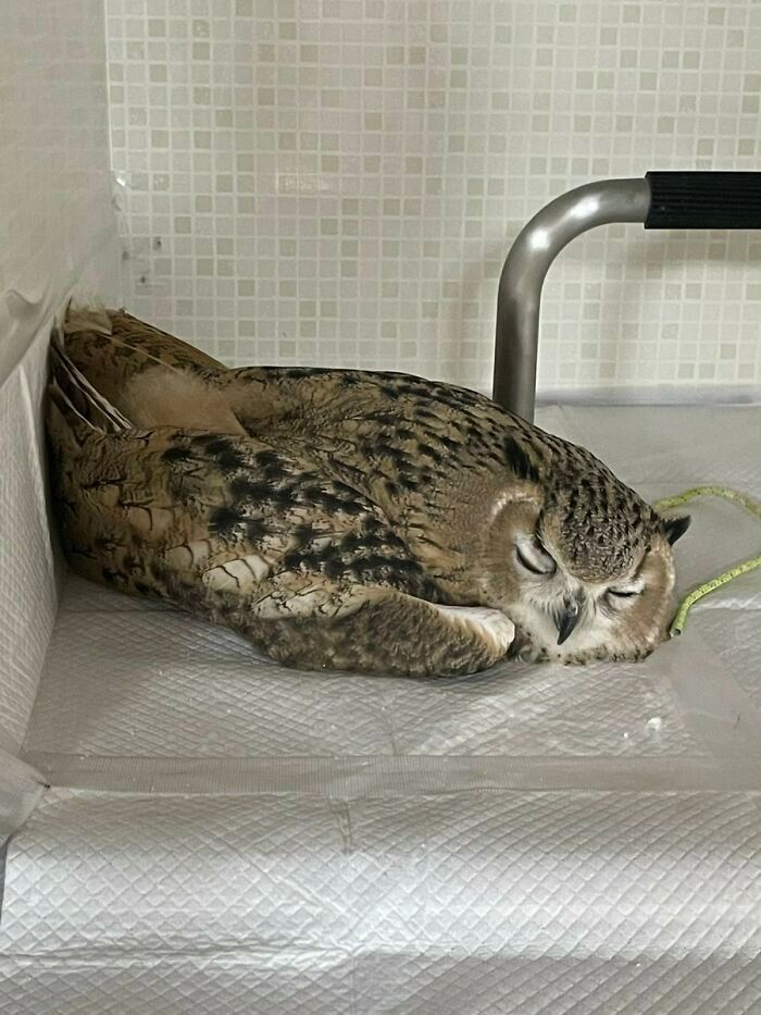 42 fotos fofas de corujas que destacam a beleza dessas criaturas noturnas 12