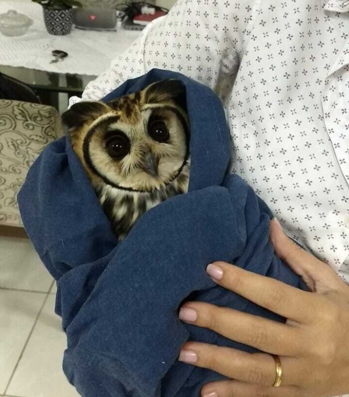 42 fotos fofas de corujas que destacam a beleza dessas criaturas noturnas 16