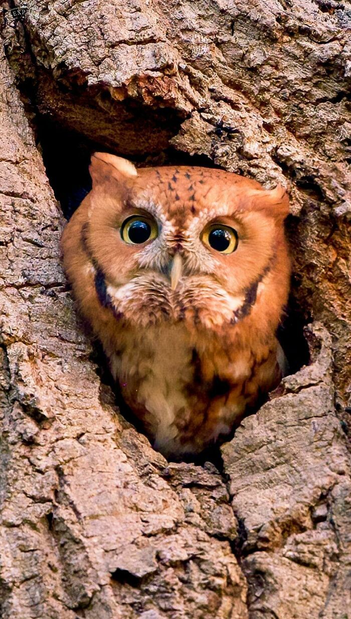 42 fotos fofas de corujas que destacam a beleza dessas criaturas noturnas 18