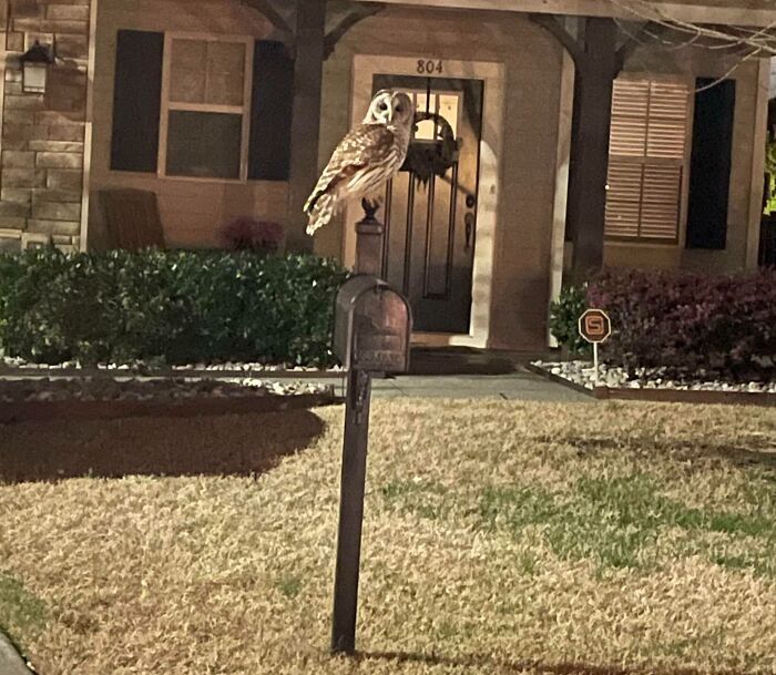 42 fotos fofas de corujas que destacam a beleza dessas criaturas noturnas 30