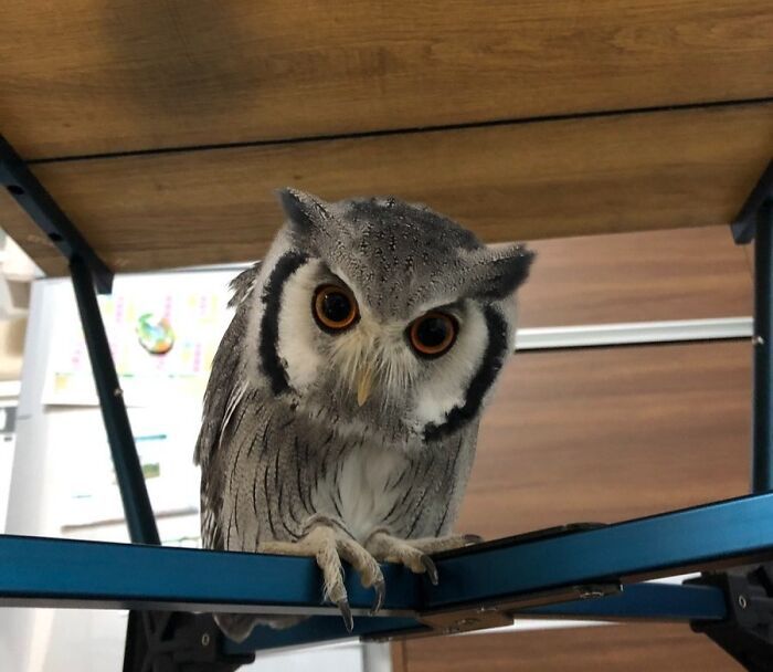 42 fotos fofas de corujas que destacam a beleza dessas criaturas noturnas 31