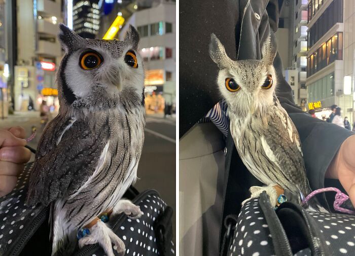 42 fotos fofas de corujas que destacam a beleza dessas criaturas noturnas 33