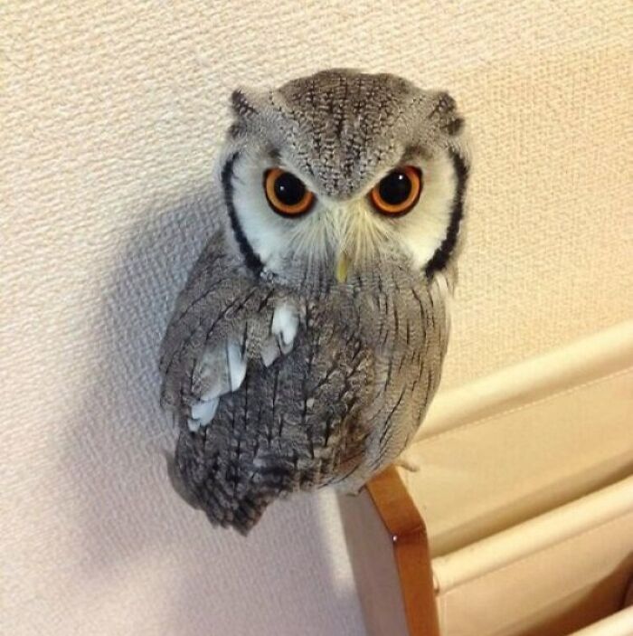 42 fotos fofas de corujas que destacam a beleza dessas criaturas noturnas 35