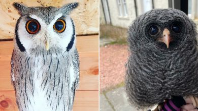 42 fotos fofas de corujas que destacam a beleza dessas criaturas noturnas 11