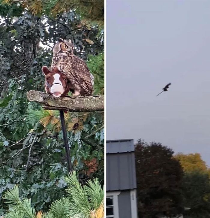 42 fotos fofas de corujas que destacam a beleza dessas criaturas noturnas 42