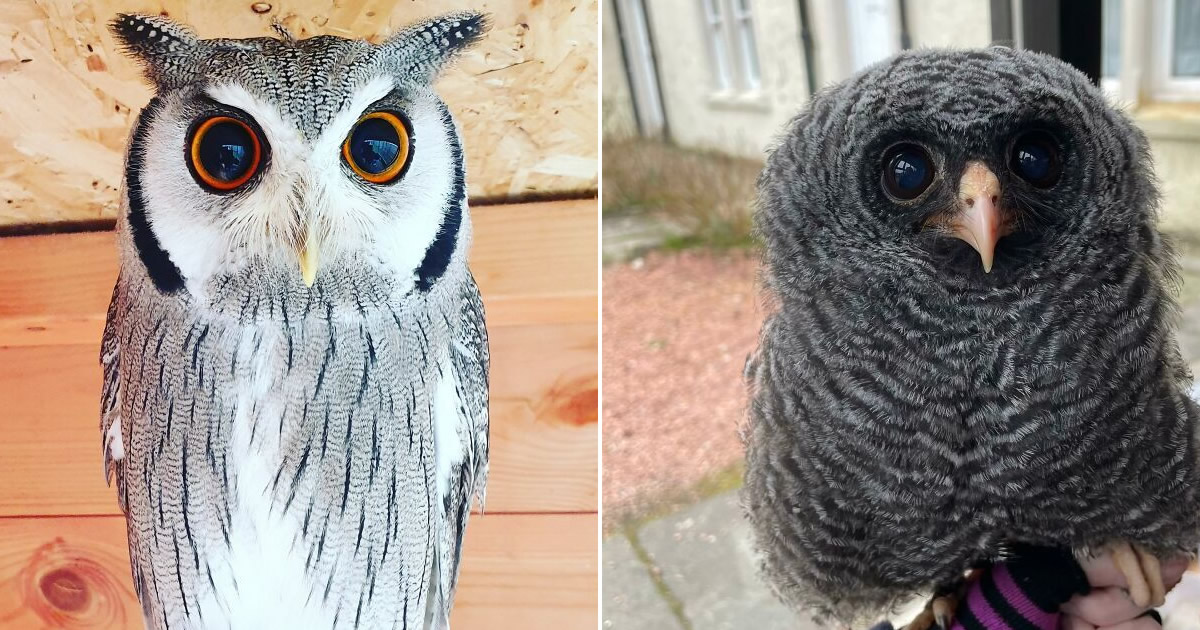 42 fotos fofas de corujas que destacam a beleza dessas criaturas noturnas