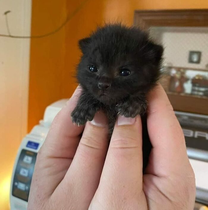 42 fotos incríveis de animais que são boas demais para não serem compartilhadas 1