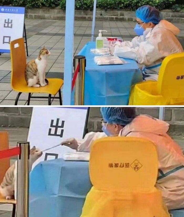 42 fotos incríveis de animais que são boas demais para não serem compartilhadas 13