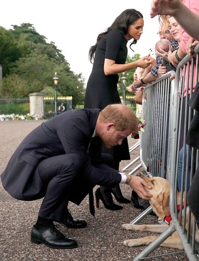 42 fotos incríveis de animais que são boas demais para não serem compartilhadas 15
