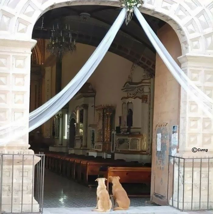 42 fotos incríveis de animais que são boas demais para não serem compartilhadas 16