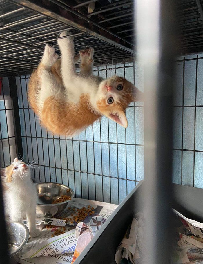 42 fotos incríveis de animais que são boas demais para não serem compartilhadas 17