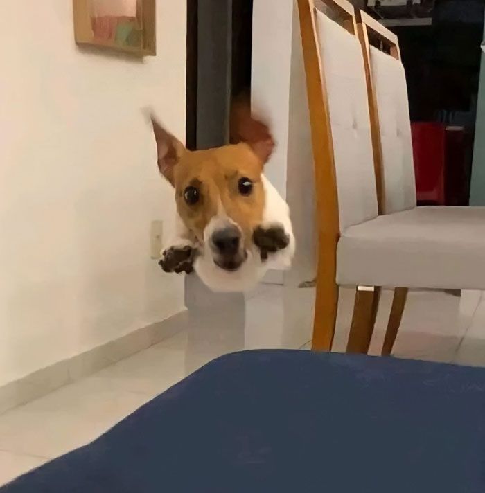 42 fotos incríveis de animais que são boas demais para não serem compartilhadas 20