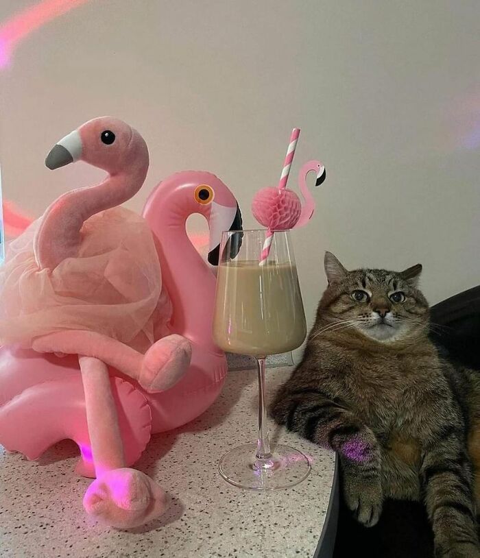 42 fotos incríveis de animais que são boas demais para não serem compartilhadas 28