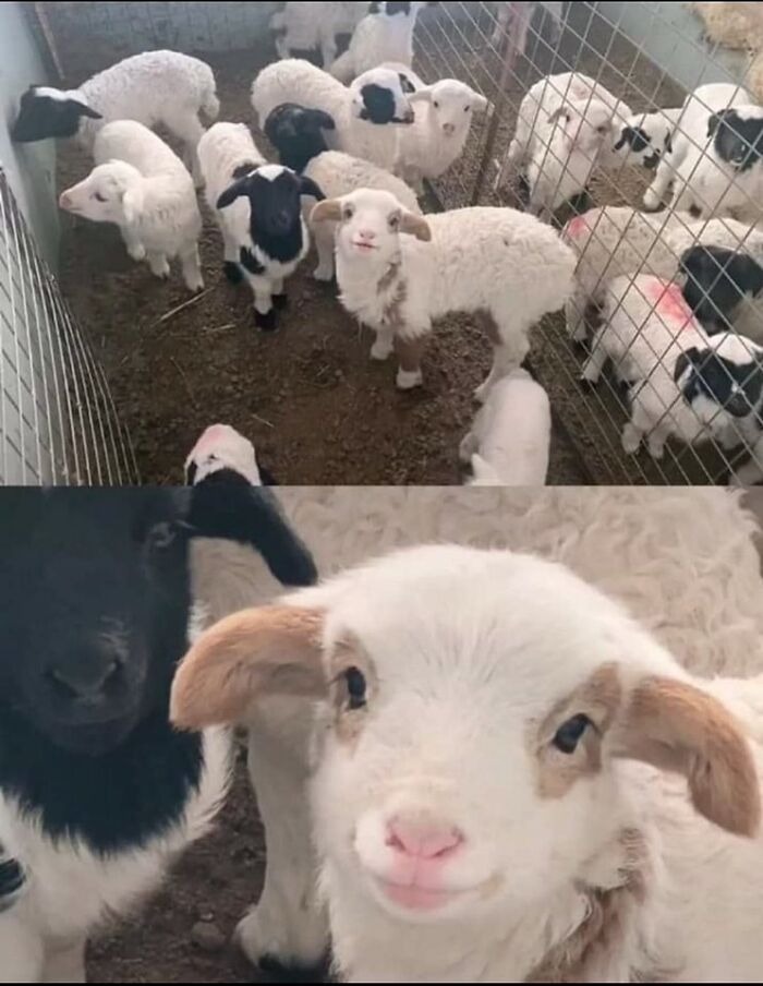 42 fotos incríveis de animais que são boas demais para não serem compartilhadas 36