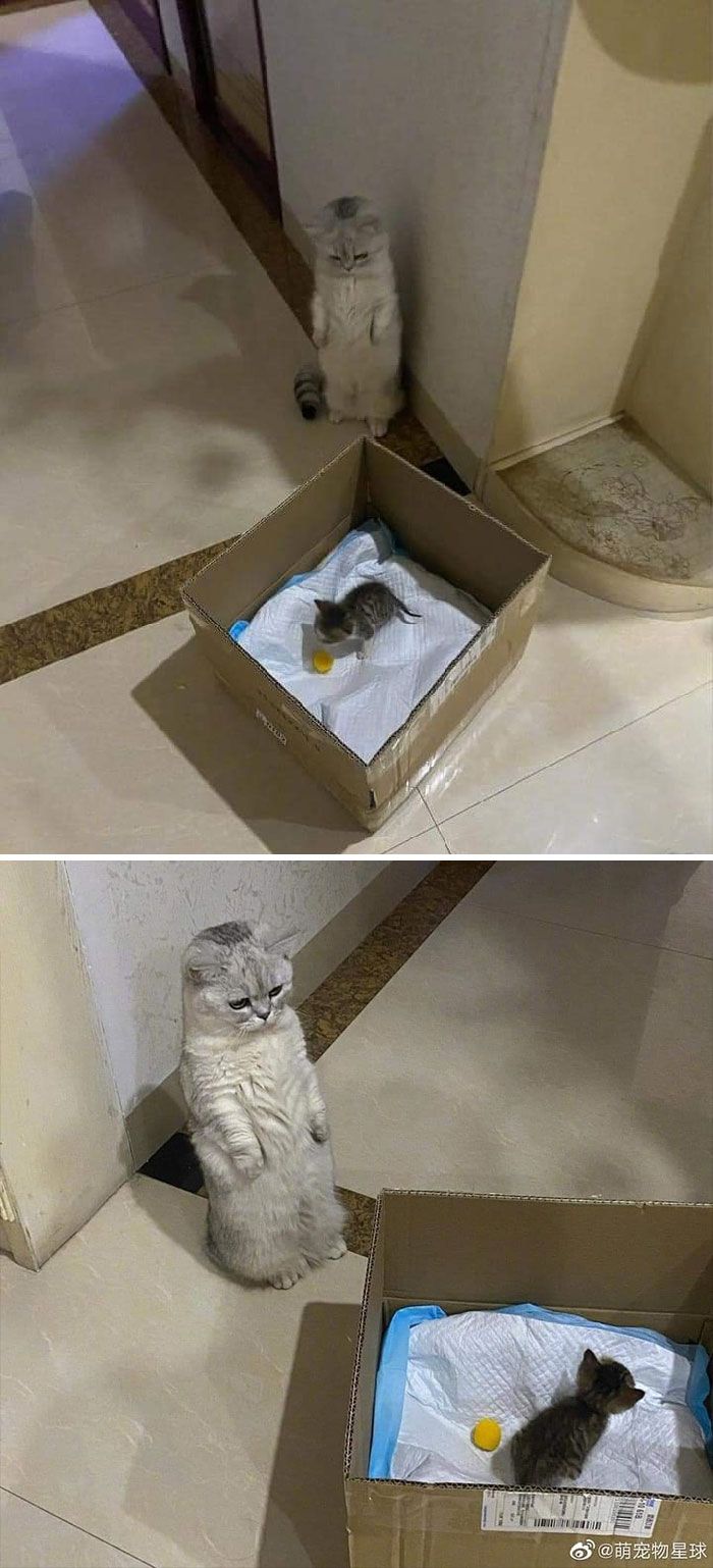 42 fotos incríveis de animais que são boas demais para não serem compartilhadas 39