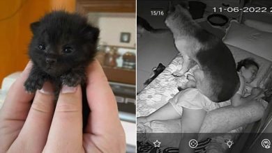 42 fotos incríveis de animais que são boas demais para não serem compartilhadas 7