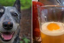 28 pessoas que tiveram que olhar duas vezes para entender o que estavam olhando 12