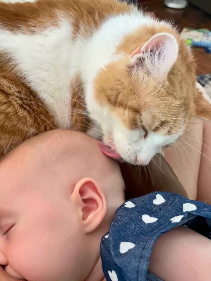 42 vezes que os gatos provaram que são as melhores babás 1