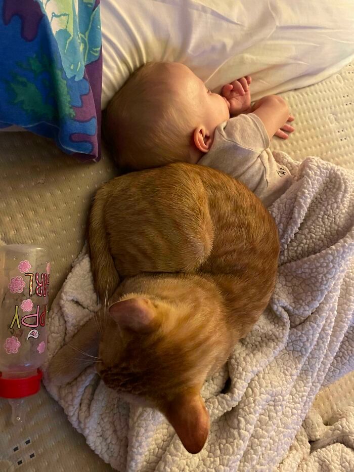 42 vezes que os gatos provaram que são as melhores babás 6