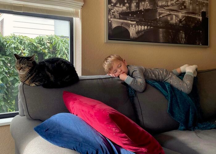 42 vezes que os gatos provaram que são as melhores babás 7