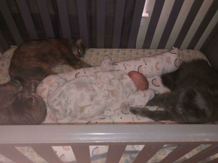 42 vezes que os gatos provaram que são as melhores babás 8