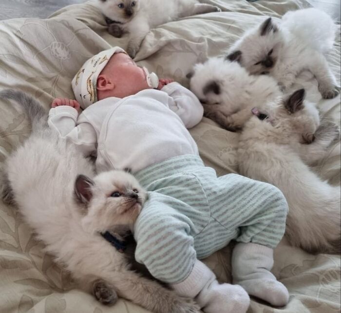 42 vezes que os gatos provaram que são as melhores babás 28