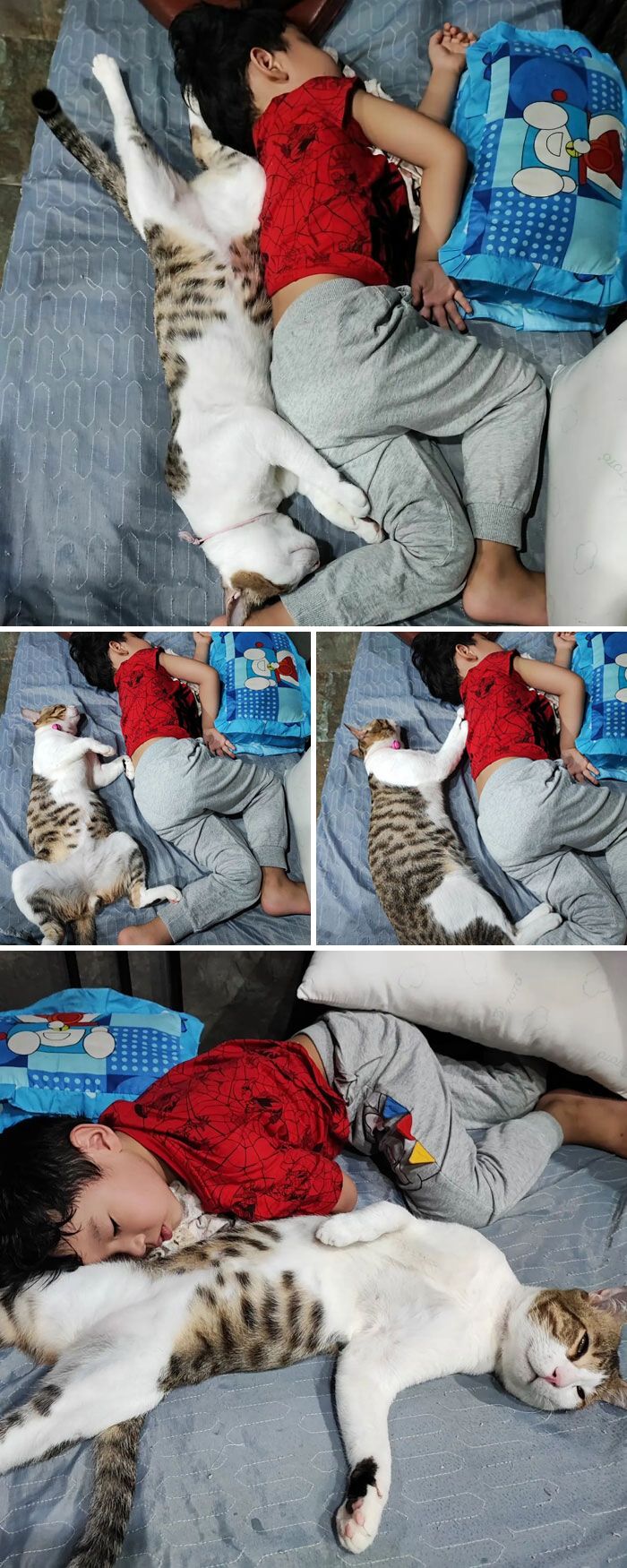 42 vezes que os gatos provaram que são as melhores babás 31