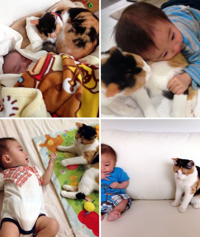 42 vezes que os gatos provaram que são as melhores babás 37