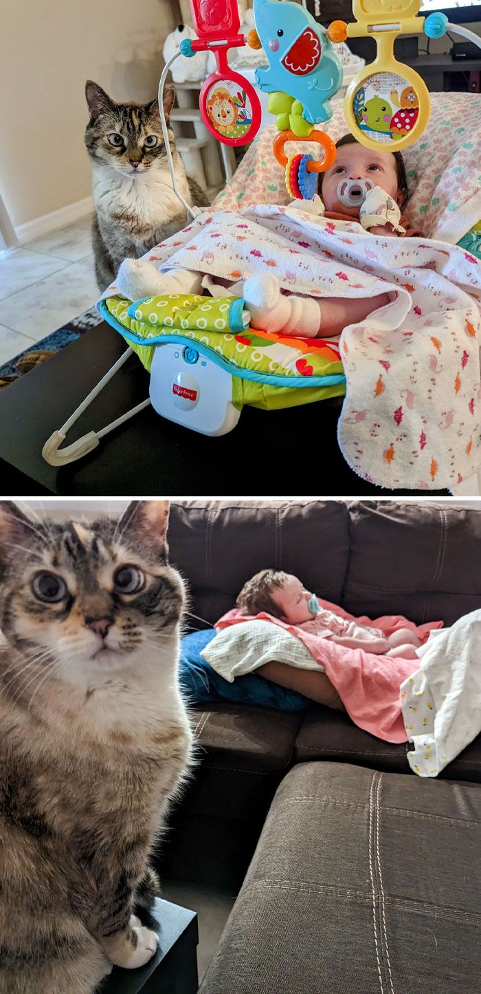 42 vezes que os gatos provaram que são as melhores babás 38