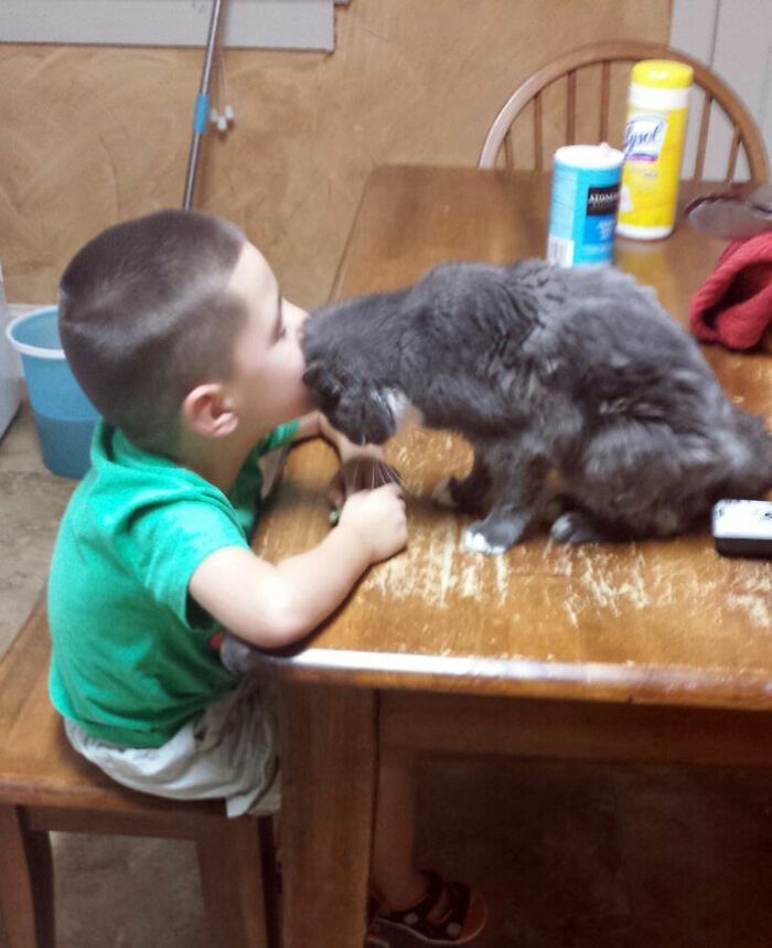 42 vezes que os gatos provaram que são as melhores babás 41