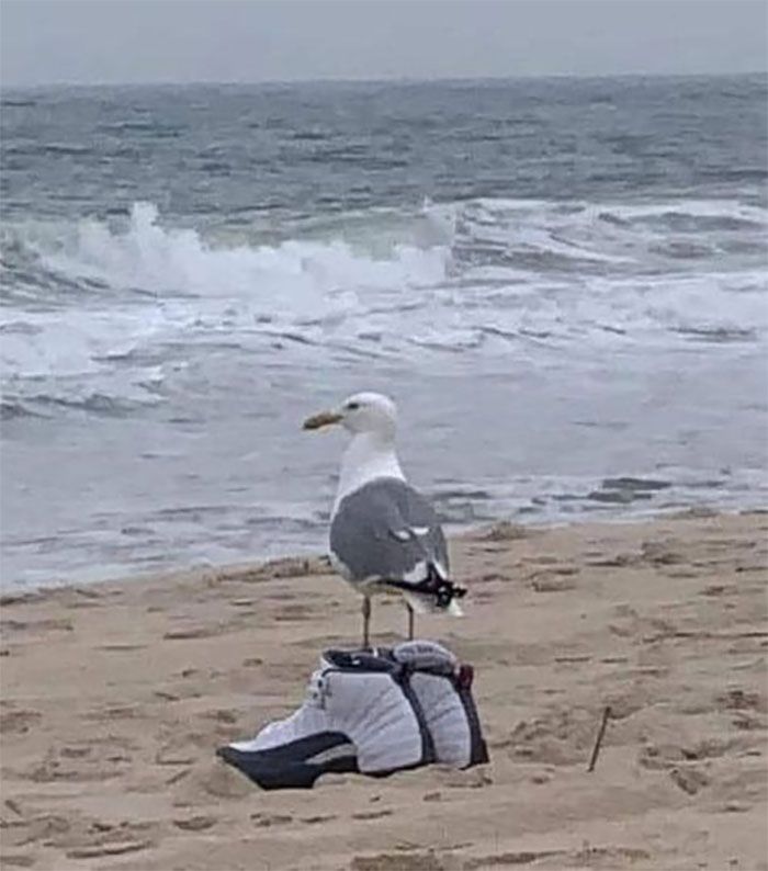 34 coisas em lugares onde não deveriam estar que são engraçados e preocupantes 12