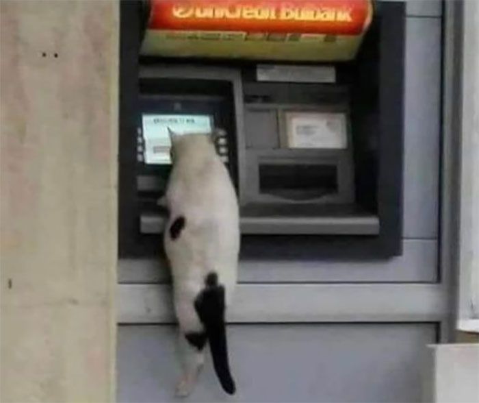 34 coisas em lugares onde não deveriam estar que são engraçados e preocupantes 21