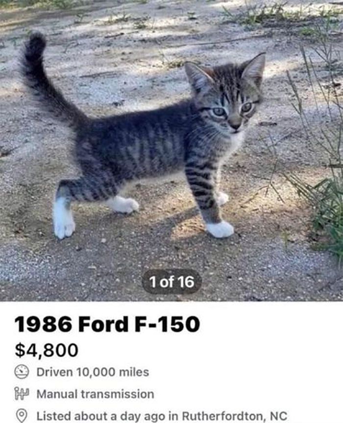 34 coisas em lugares onde não deveriam estar que são engraçados e preocupantes 23