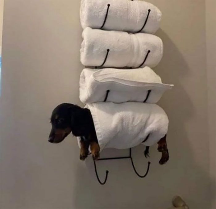 34 coisas em lugares onde não deveriam estar que são engraçados e preocupantes 28