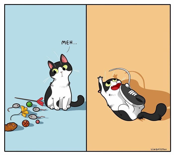 A vida cotidiana ao lado de um gato em 38 fotos - Uma representação perfeita por este artista 15