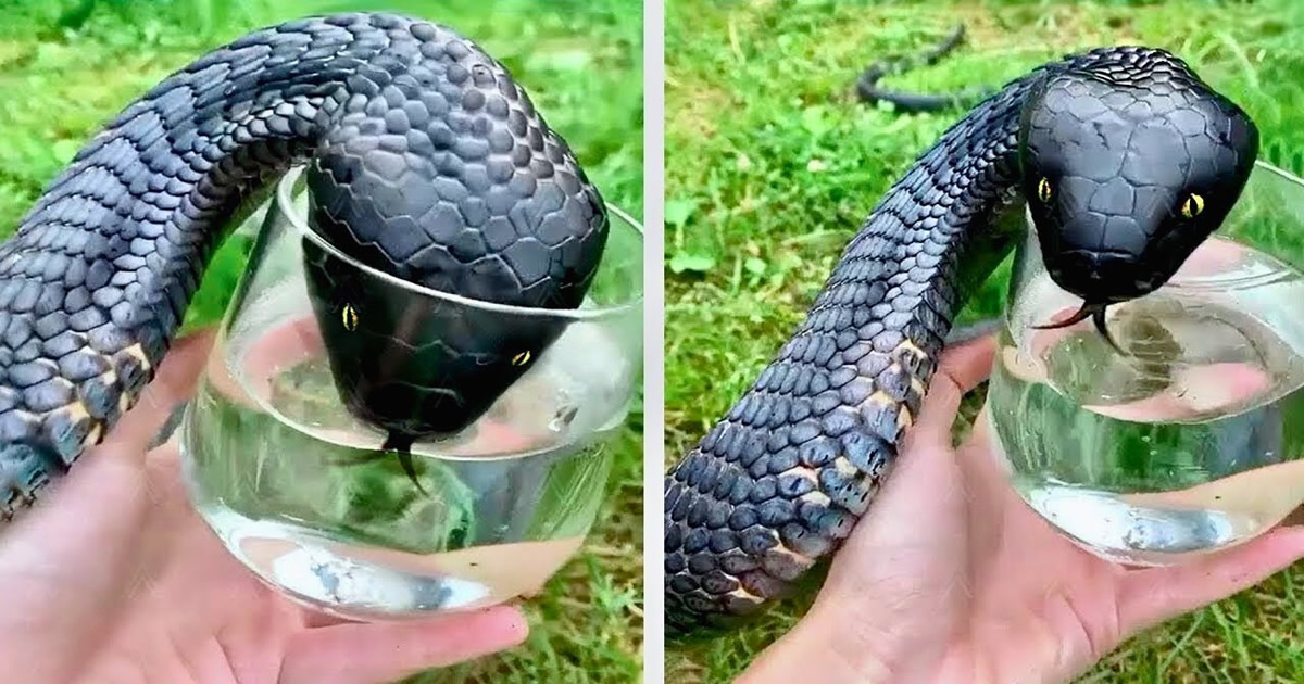 100 animais mais raros e assustadores que existem no mundo