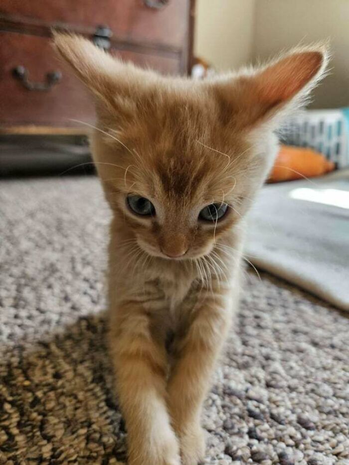 34 momentos inesquecíveis: Gatos ferozes, porém adoráveis 1