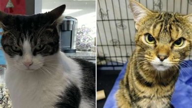 34 momentos inesquecíveis: Gatos ferozes, porém adoráveis 30