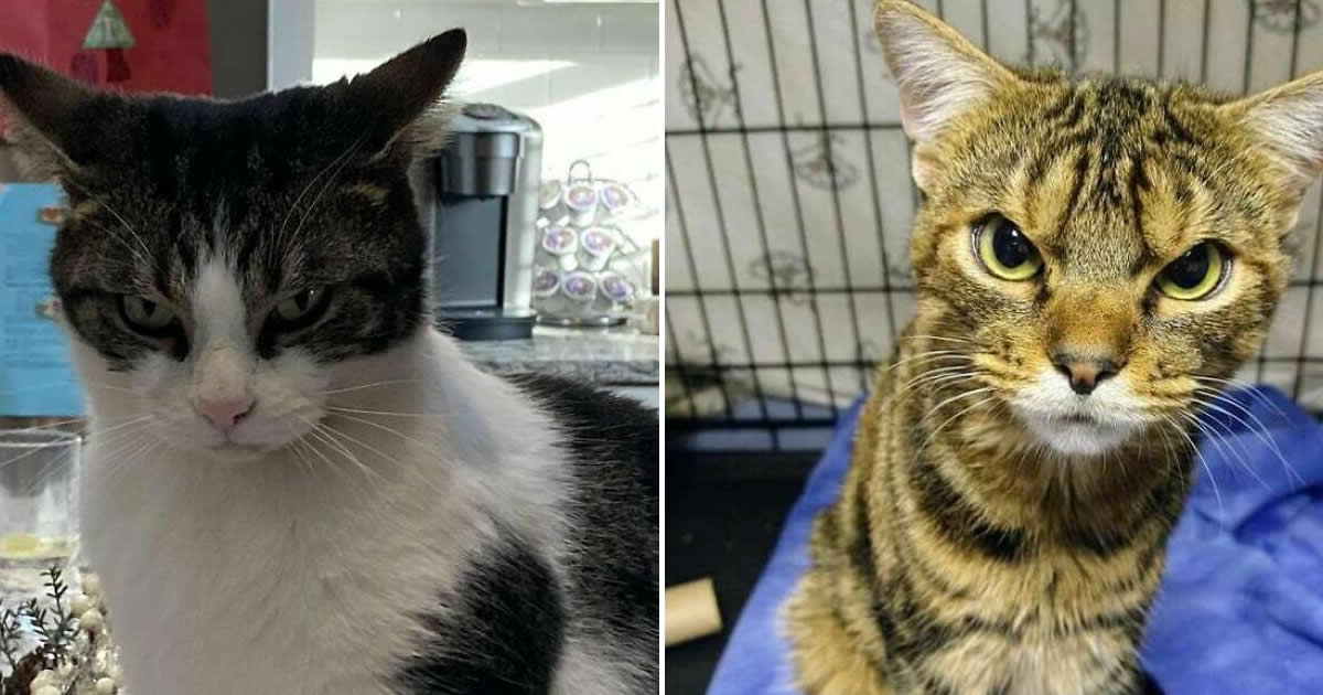 34 momentos inesquecíveis: Gatos ferozes, porém adoráveis