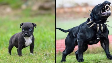 Antes e depois de animais crescendo: Transformações animais incríveis 5